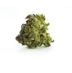 Green Dragon Marijuana Strain Tamworth