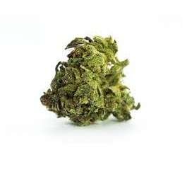Green Dragon Marijuana Strain Tamworth