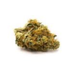 Jenny Kush Cannabis Strain Darwin