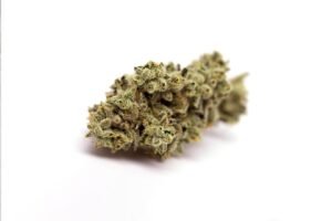 Lemon Meringue Marijuana Strain